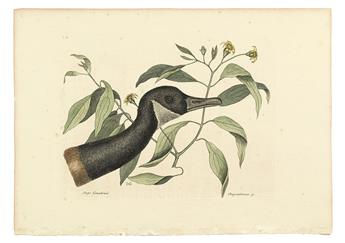 CATESBY, MARK. Seven hand-colored engraved plates,